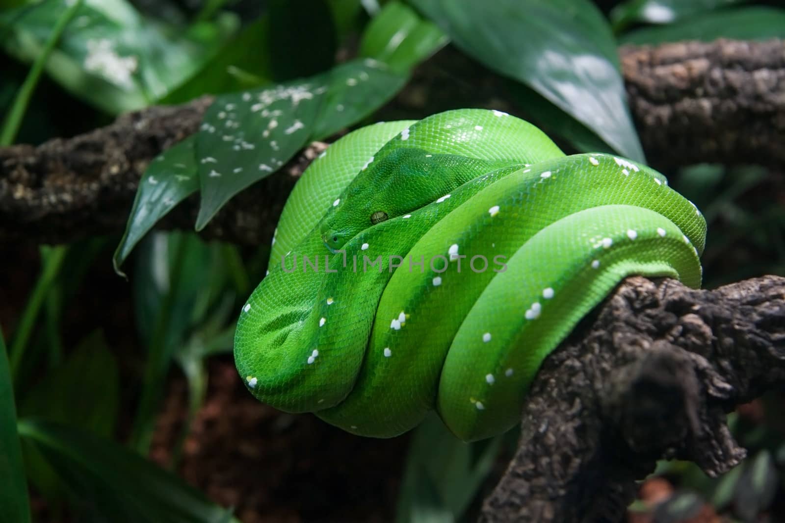 Green tree python (Morelia viridis) resting on tree branch