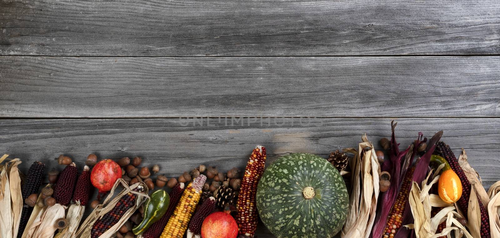 Bottom border of fall dried corn and other lovely autumn decorations in full colors on weathered wood for Thanksgiving or Halloween holidays