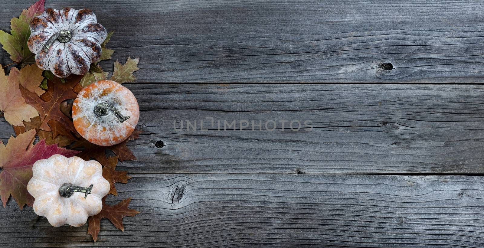 Seasonal fall pumpkins with leaves on weathered wood for Thanksg by tab1962