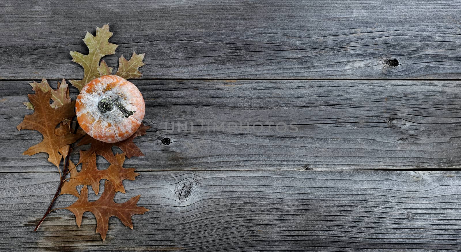 Single seasonal fall pumpkin with oak leave branch on weathered  by tab1962