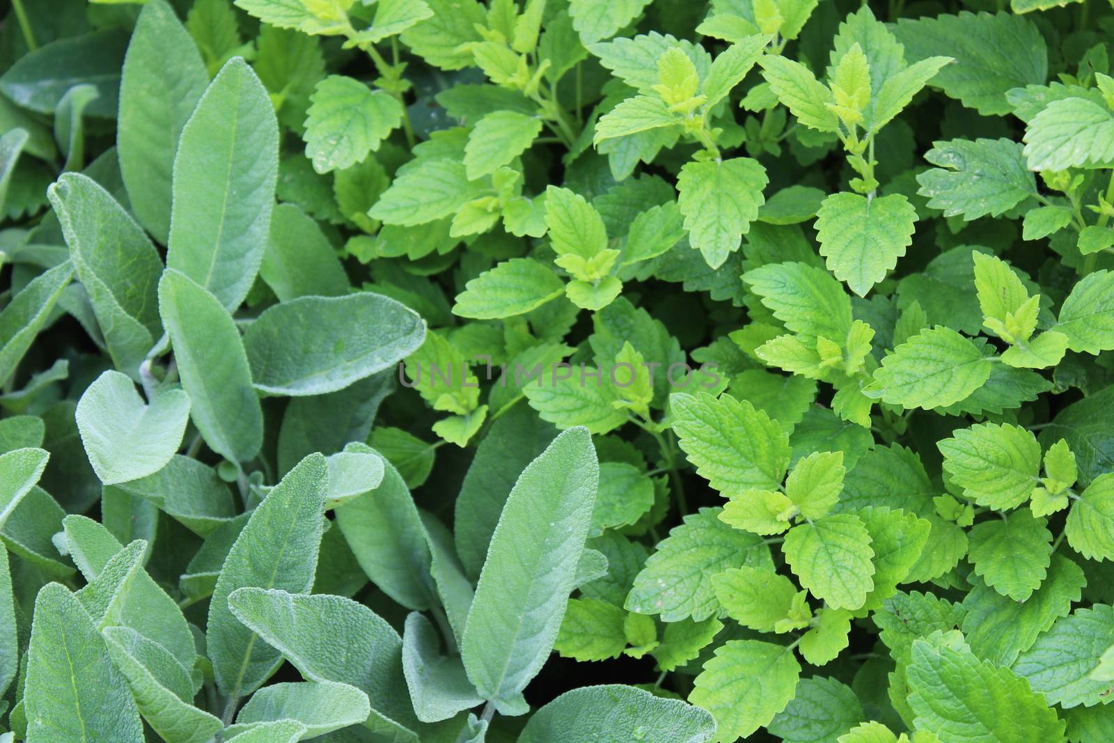 The picture shows lemon balm in the garden