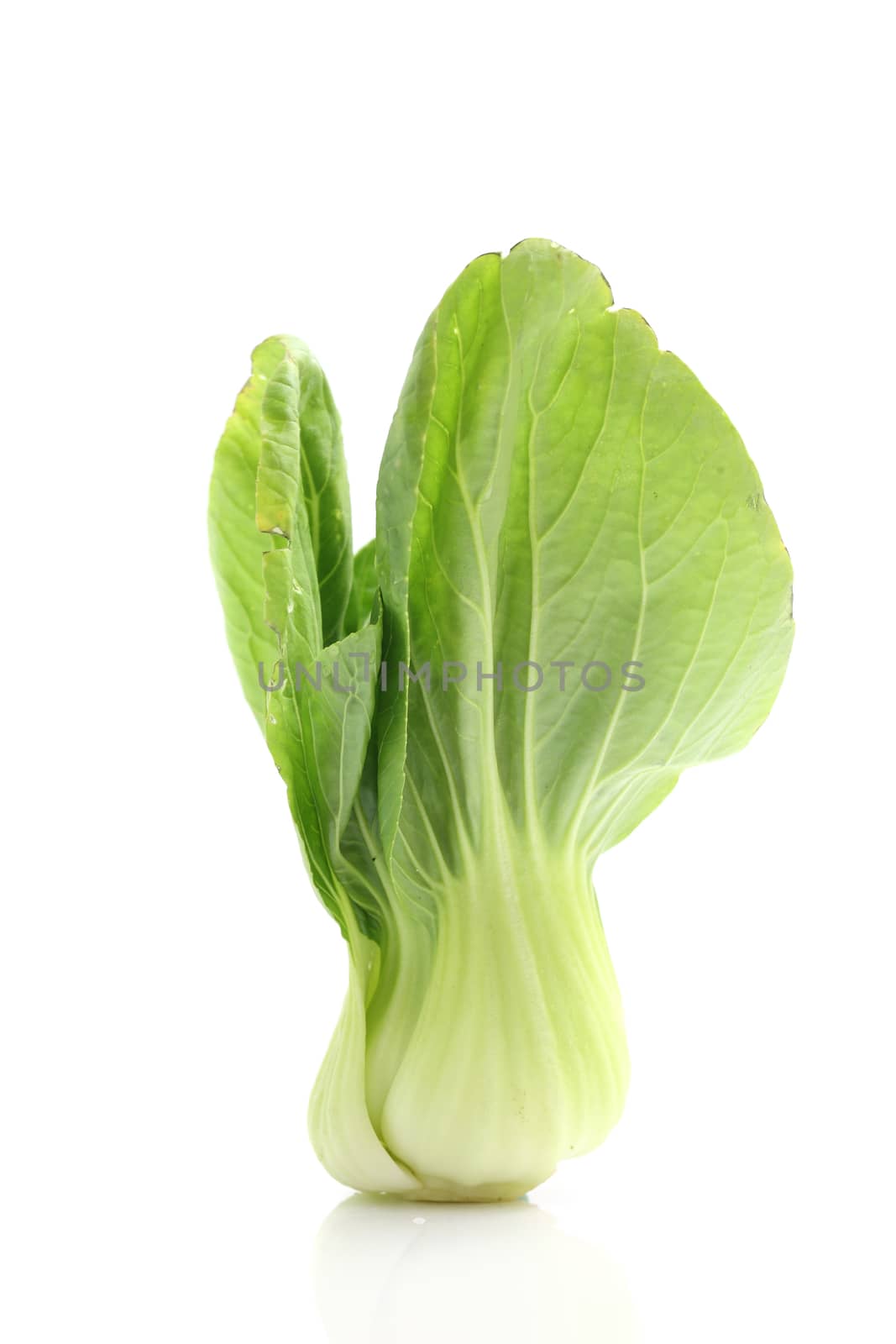 Brassica isolated in white background