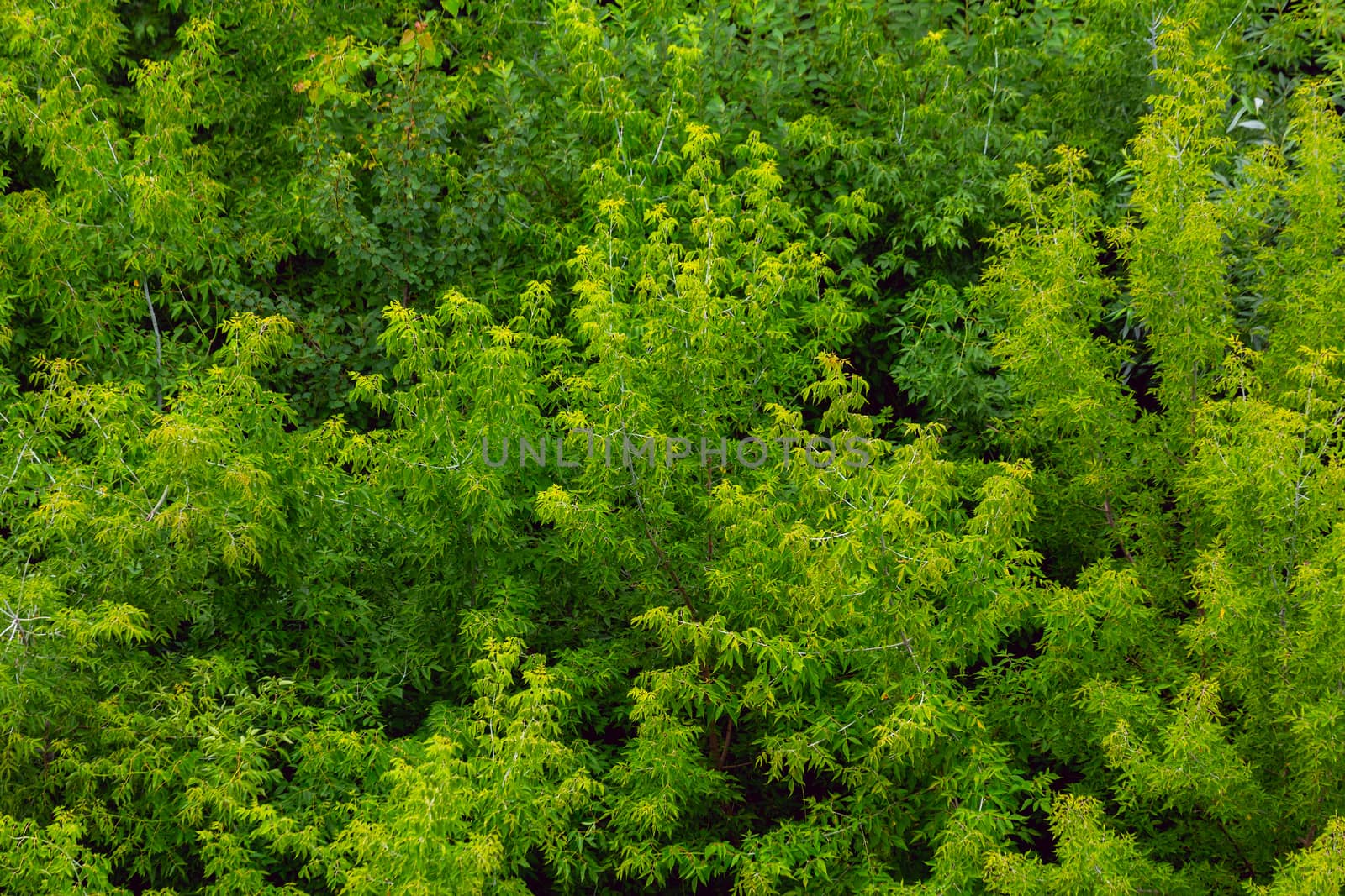 top of summer green ash-tree forest solid foliage pattern background at daylight