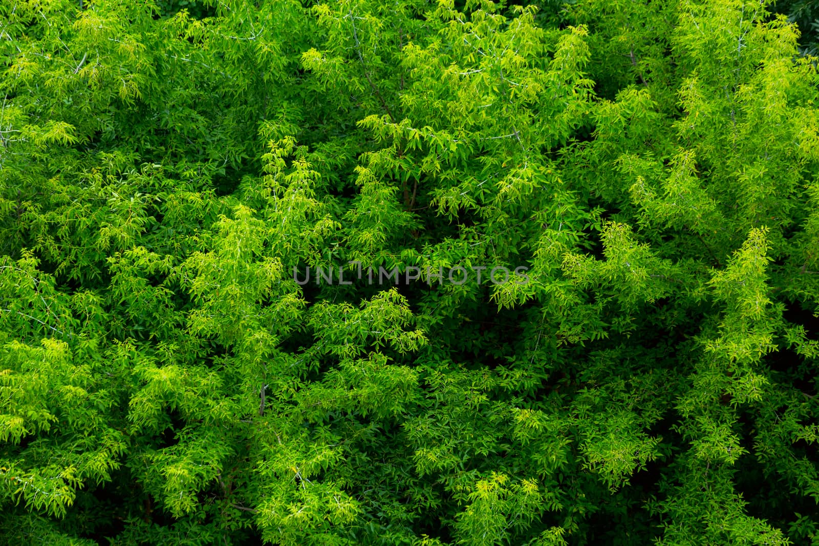 top of summer green ash-tree forest solid foliage pattern background at daylight