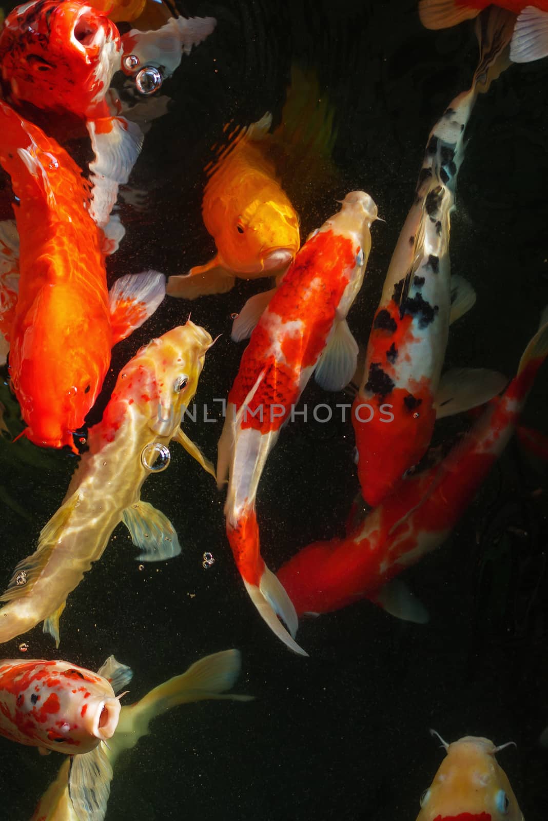 Koi, Fancy Carp are swimming in above water surface by kaiskynet