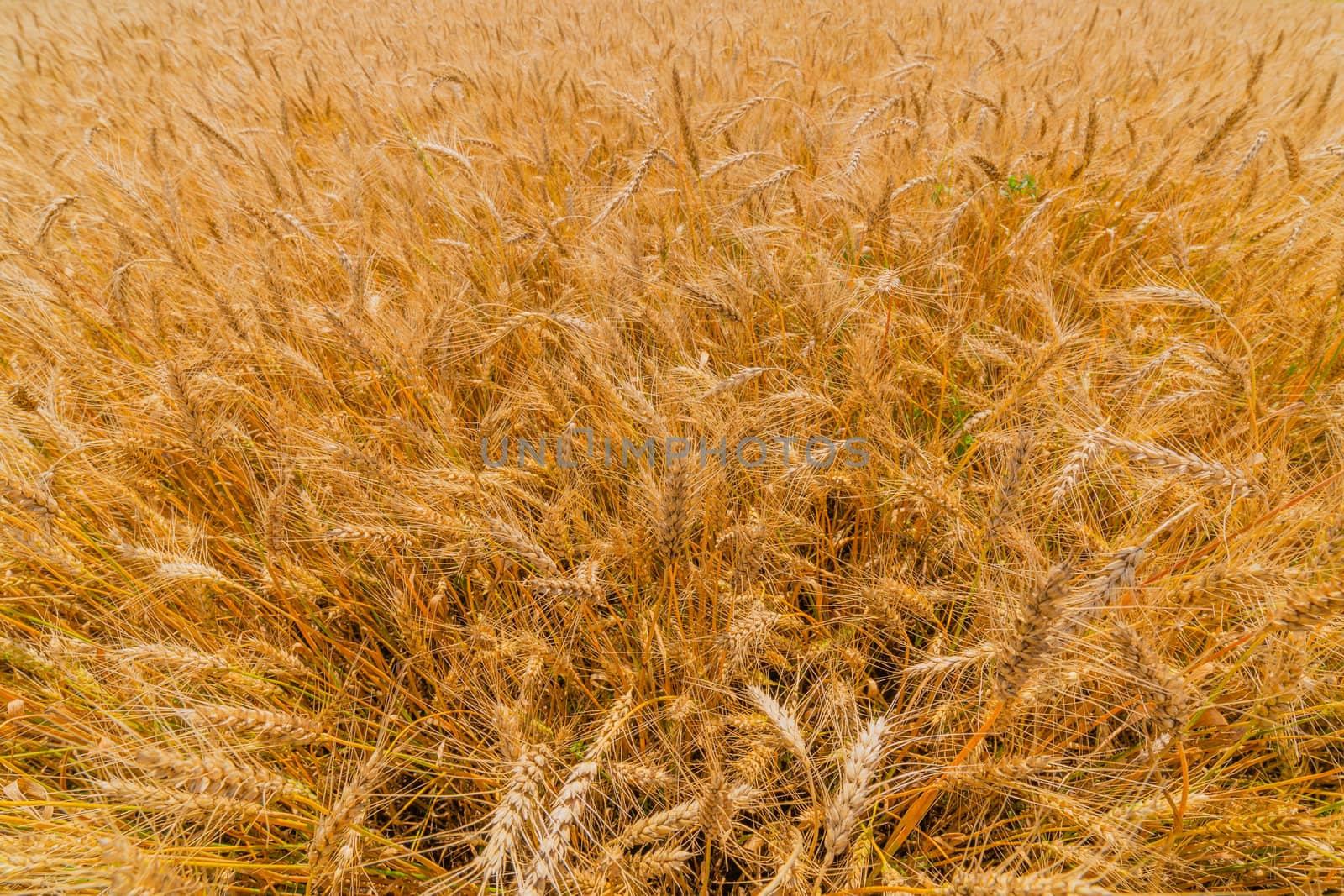 Yellow barley field at daytime under direct sunlight. Fully filled agriculture wide angle closeup background with selective focus and blur.
