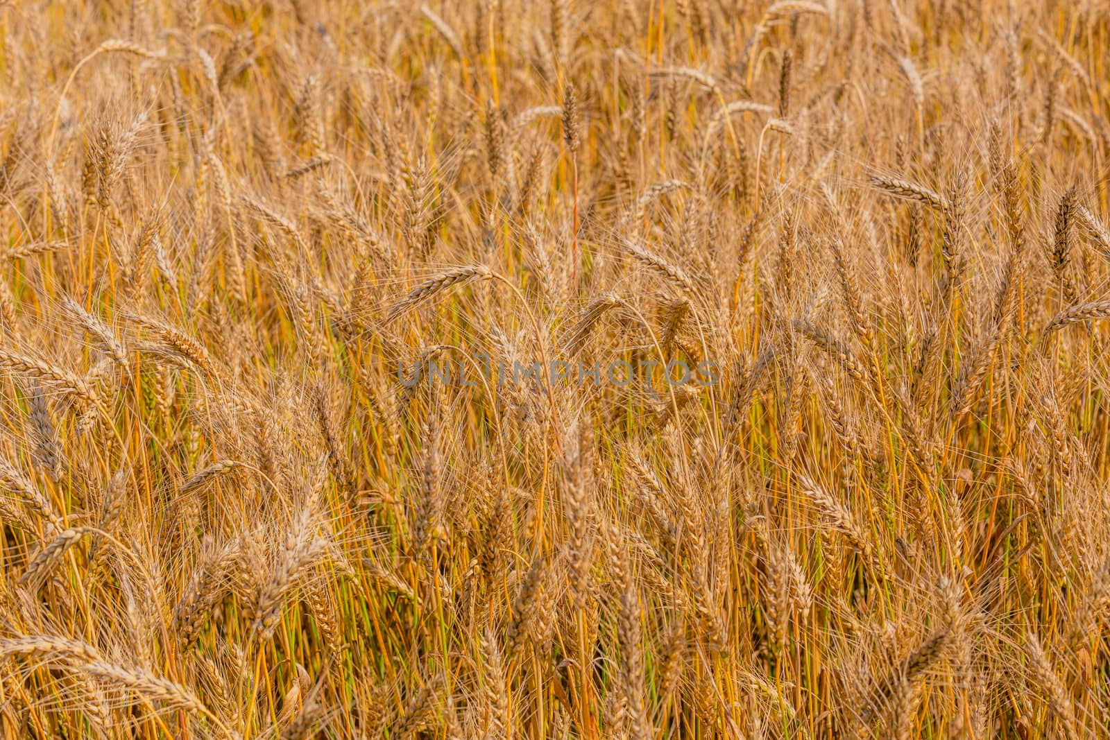 Yellow barley field at daytime under direct sunlight. Fully filled agriculture background with selective focus and blur.