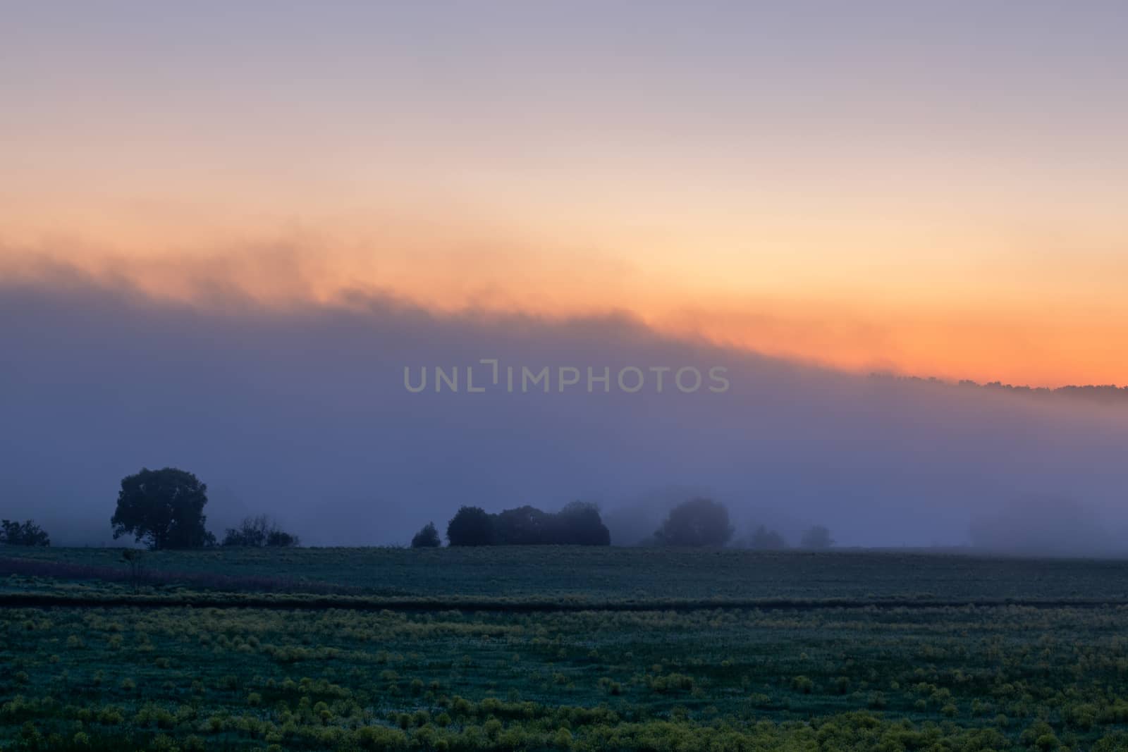early morning sunrise landscape with bushes in fog near river at summer.