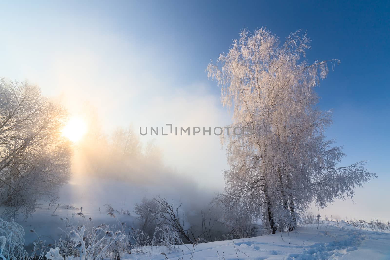 foggy winter riverside at morning with sun shine between birch trees.