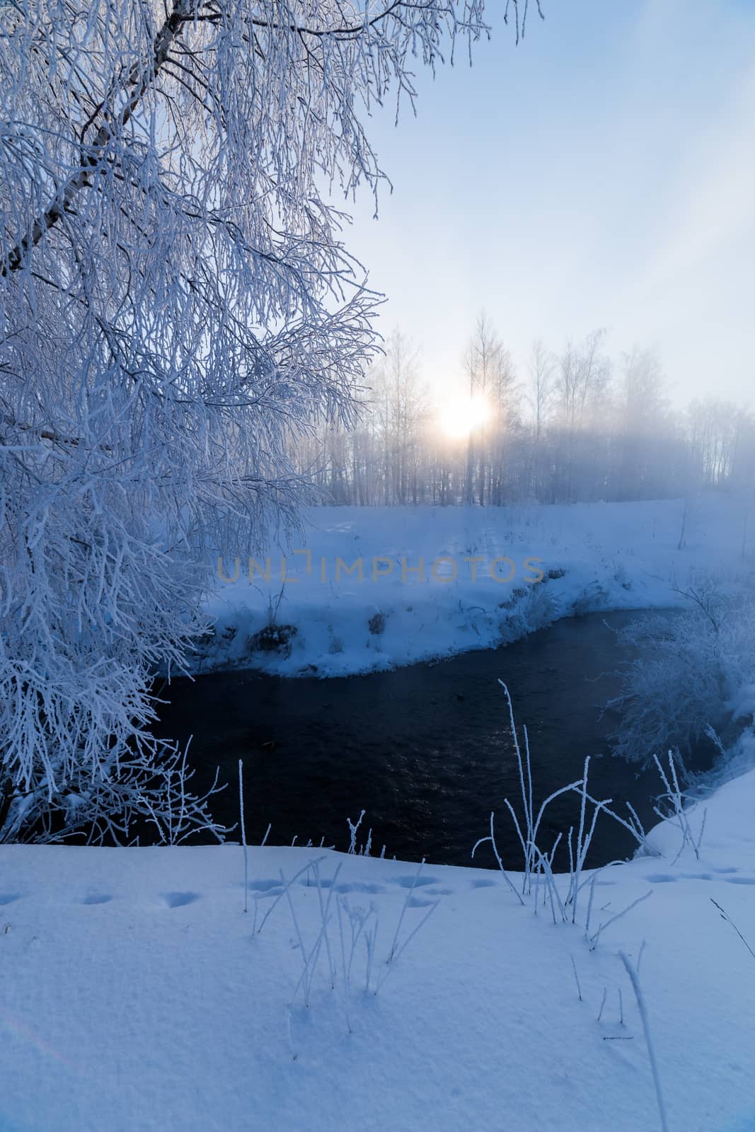 foggy winter riverside at morning with sun shine between birch trees.