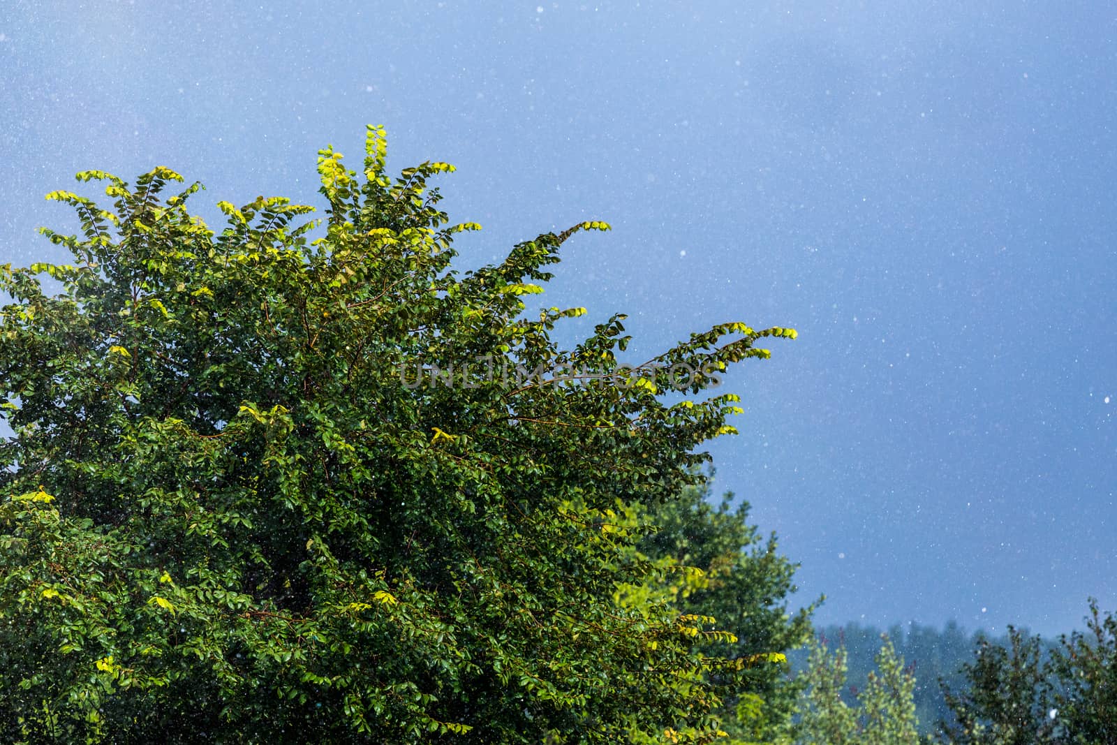 Tree foliage onder rain falling under sun. Short esposure telephoto close shot with selective focus and background blur.
