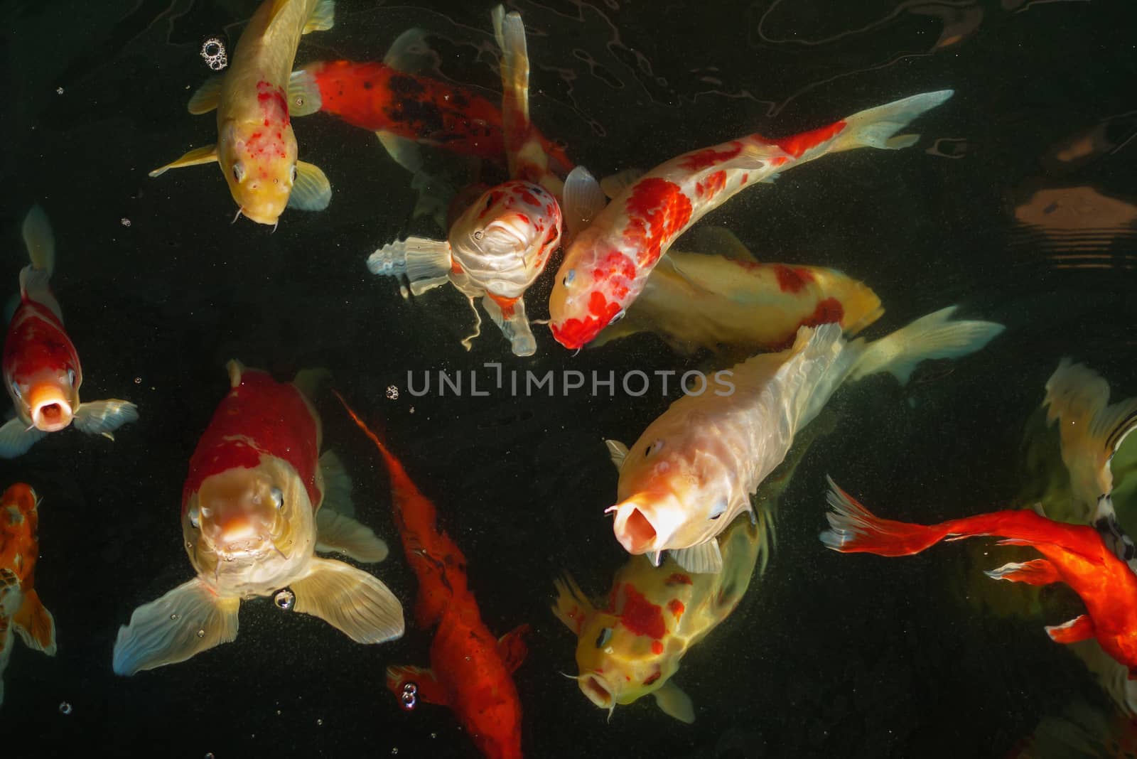 Koi, Fancy Carp are swimming in above water surface.
