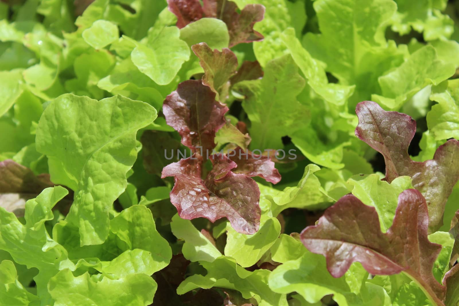 The picture shows fresh green salad in the garden