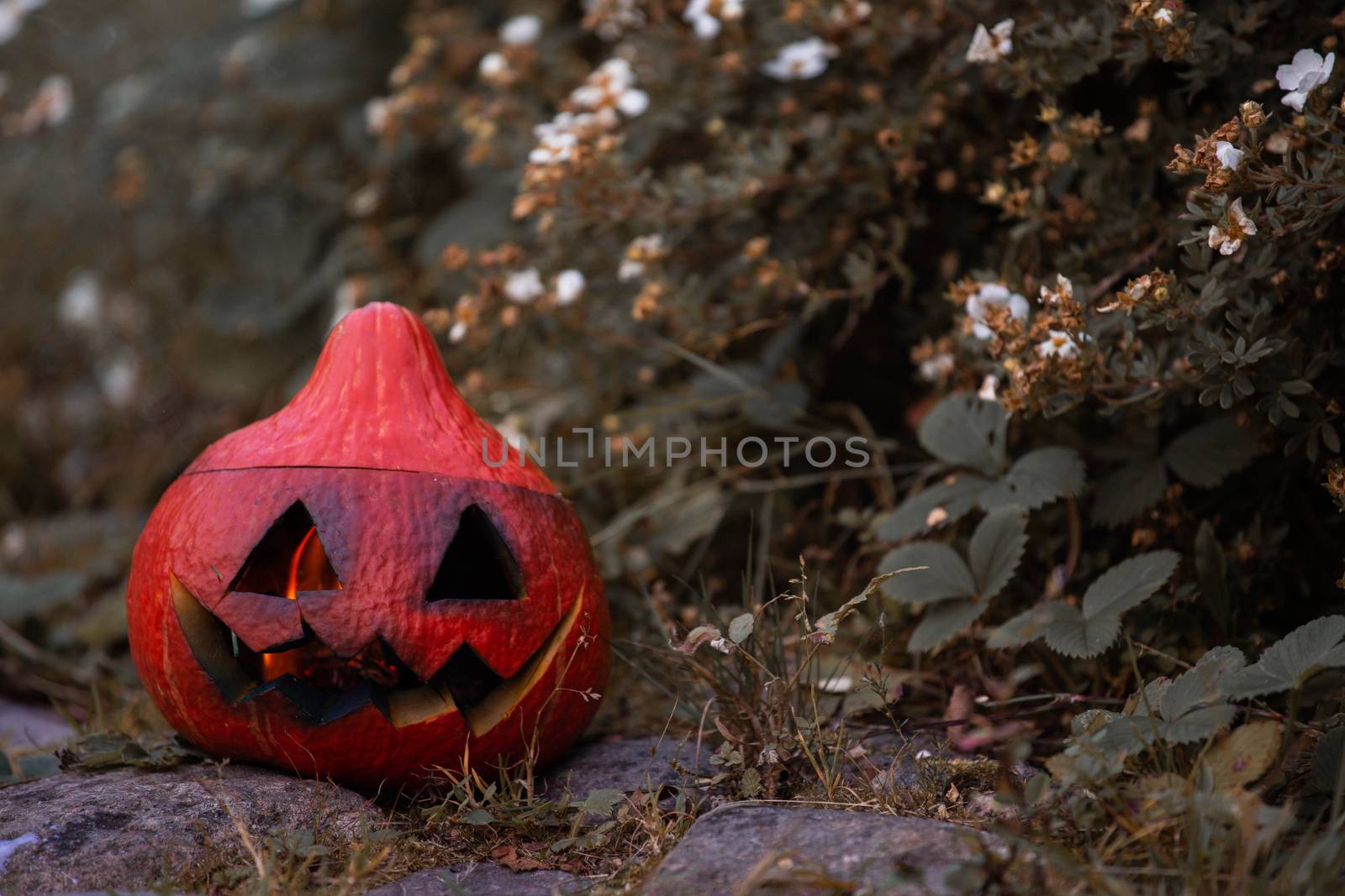 Close up of carved Halloween pumpkin in garden, copy space for text