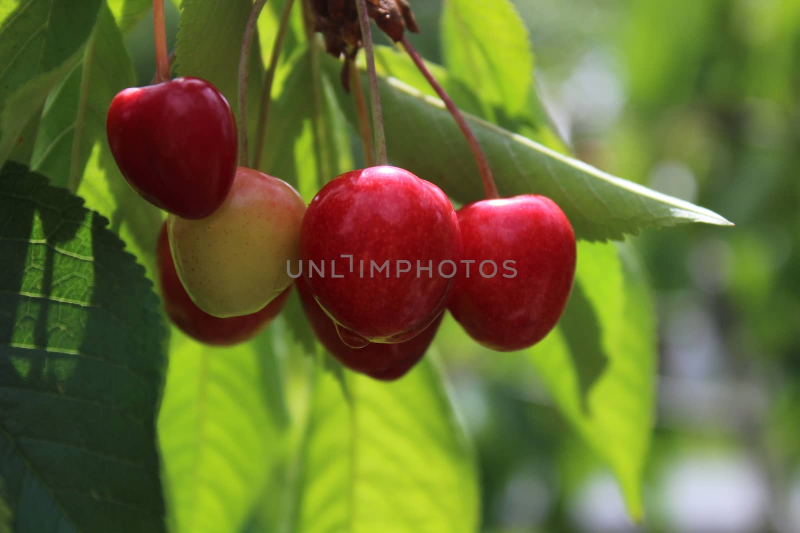 The picture shows unripe cherries on a cherry tree