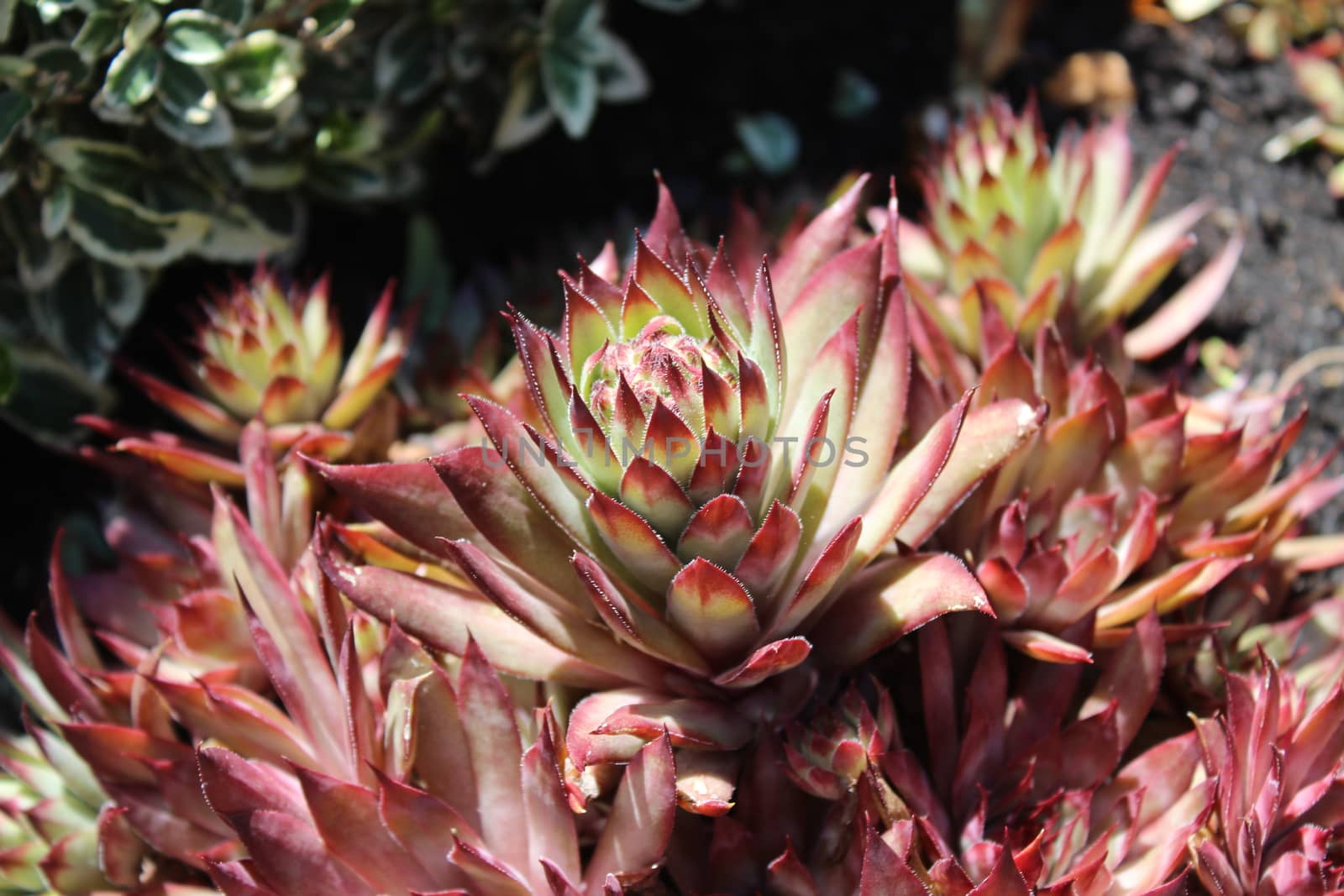 beautiful houseleek in the garden by martina_unbehauen