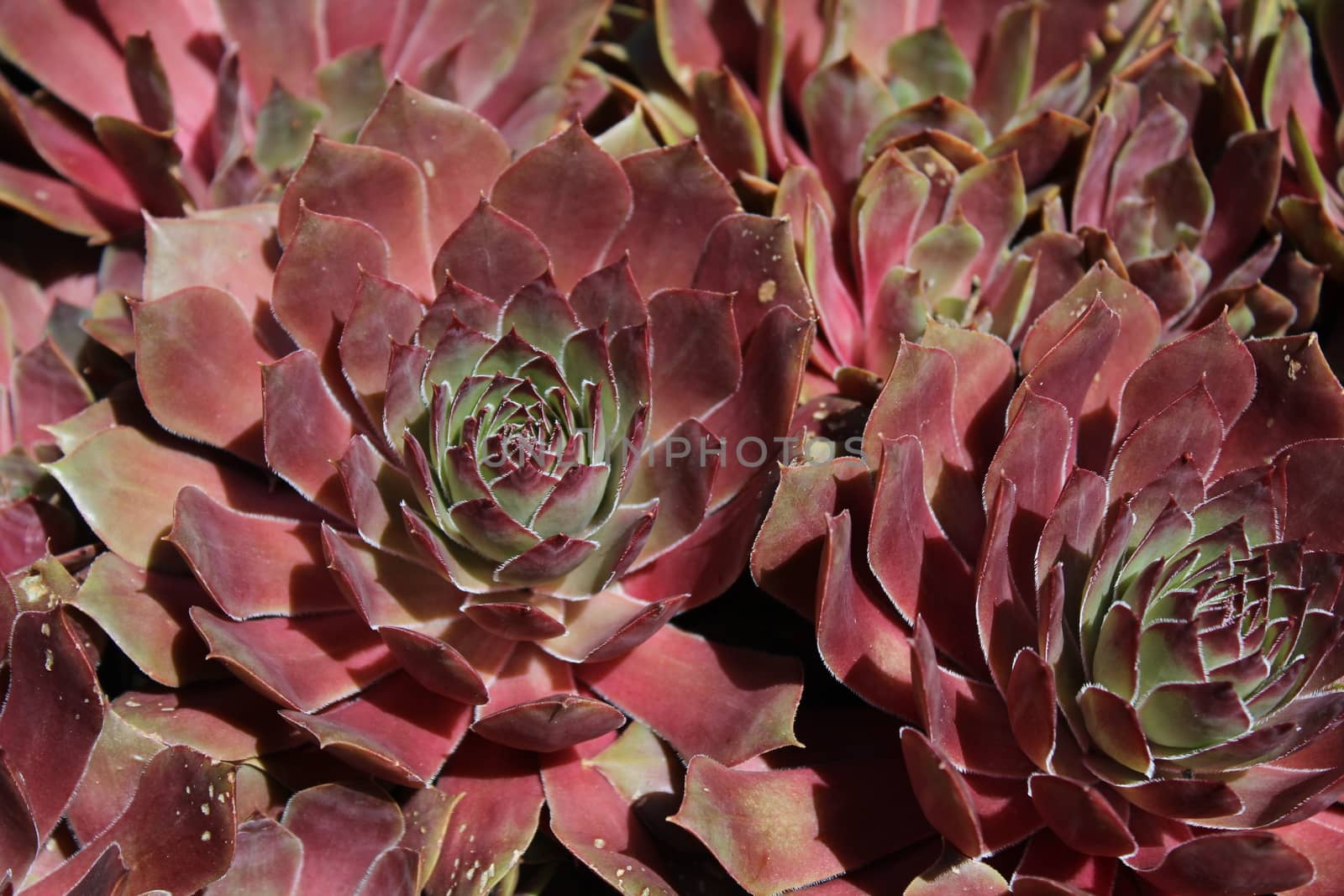 The picture shows beautiful houseleek in the garden