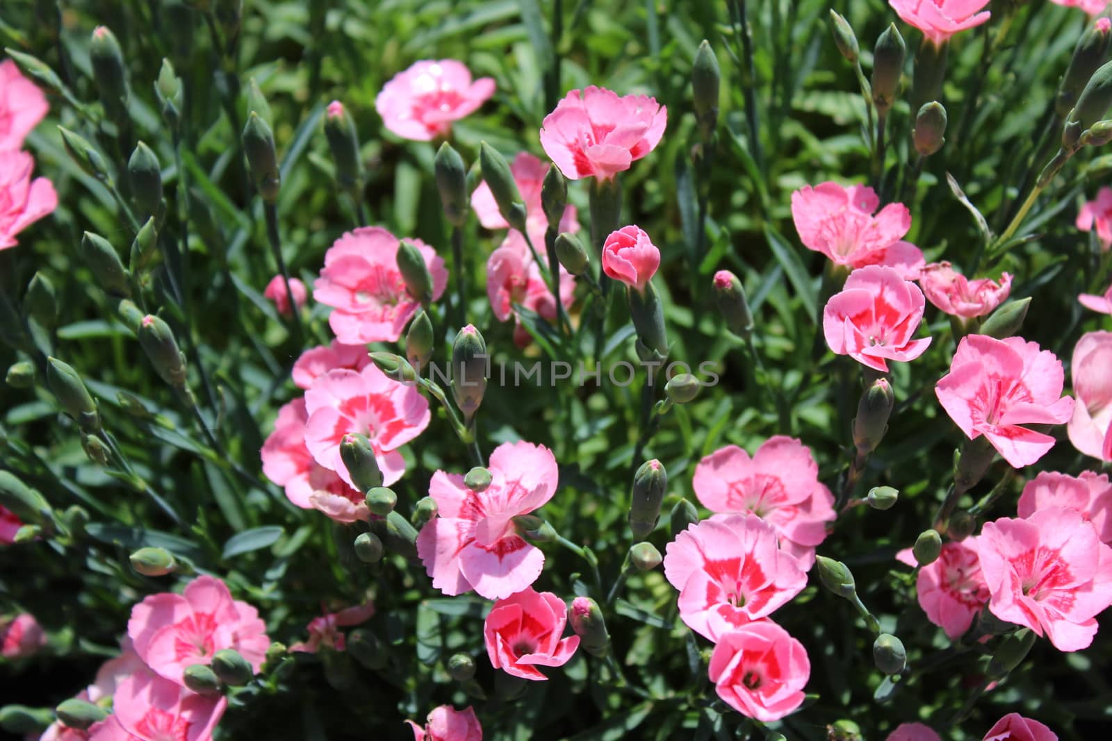 pink carnation in the garden by martina_unbehauen