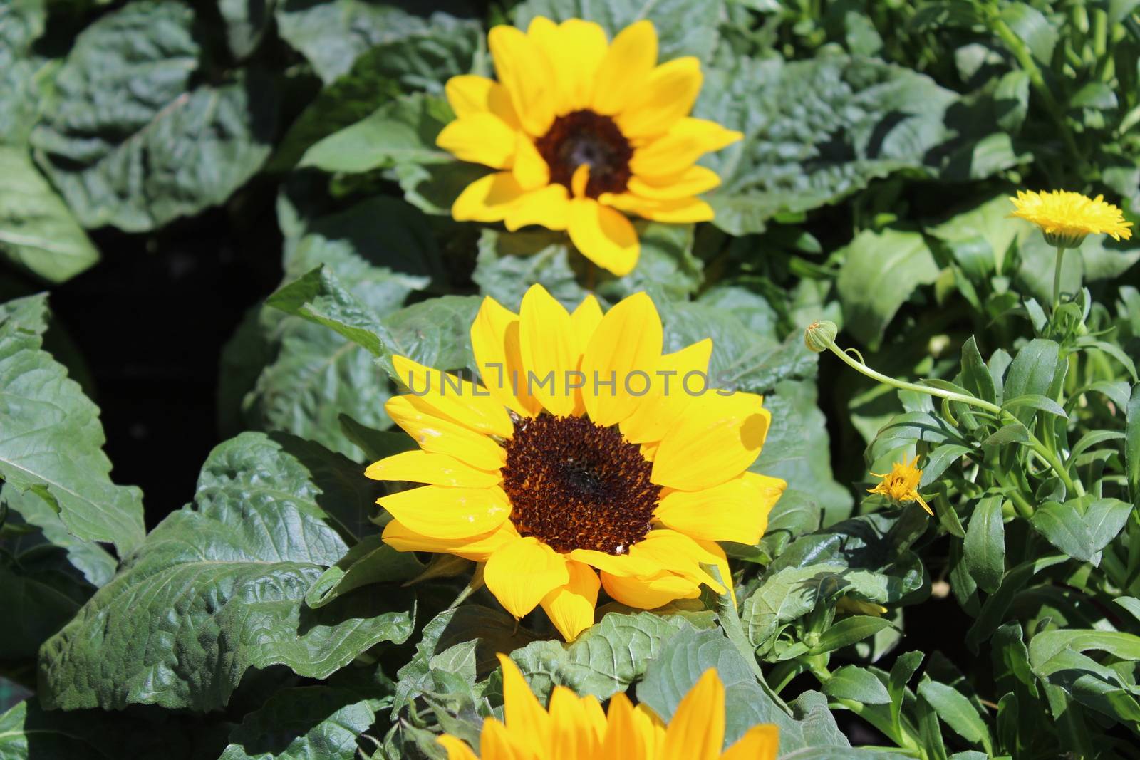The picture shows little sunflowers in the garden