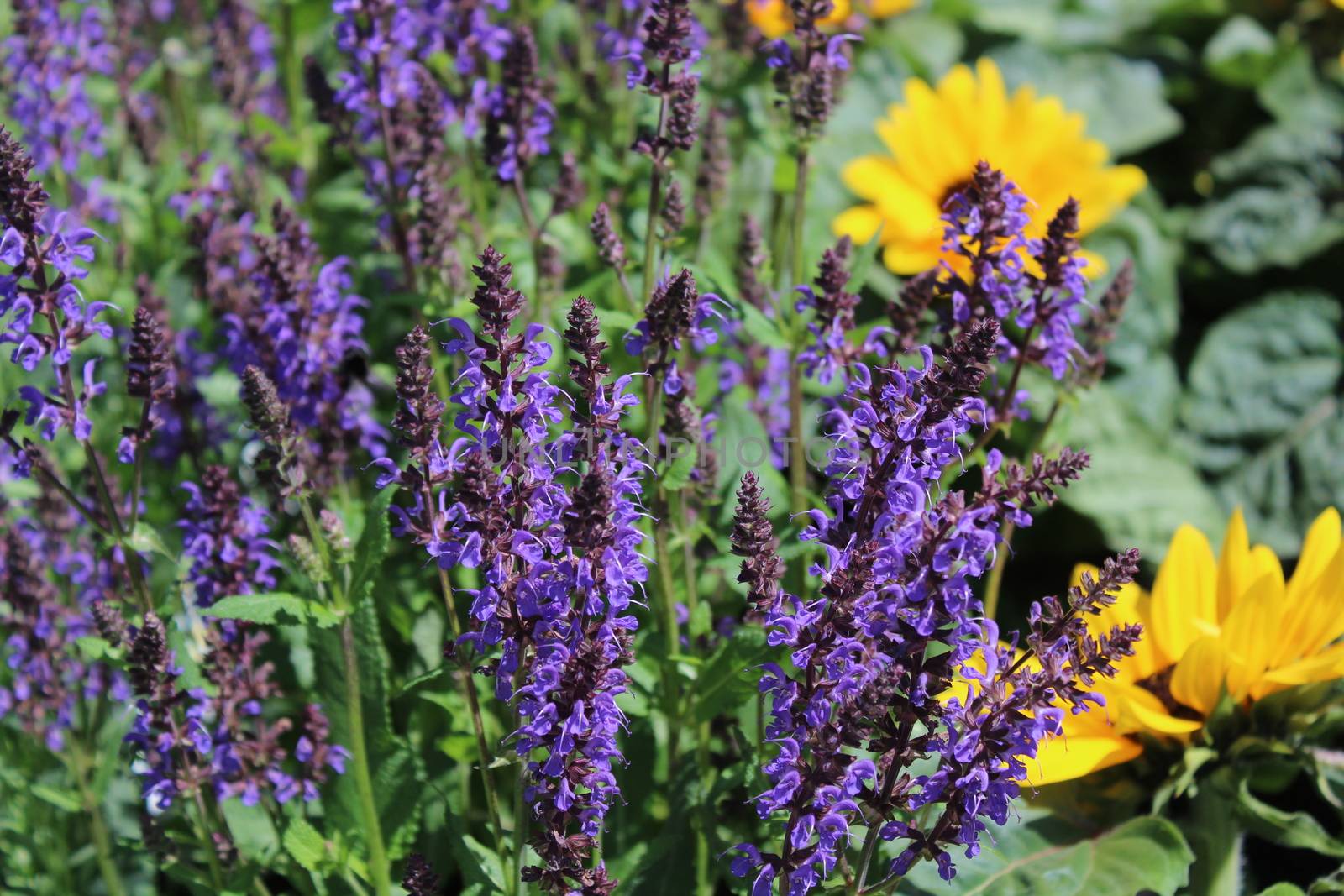 The picture shows blossoming catmint in the garden