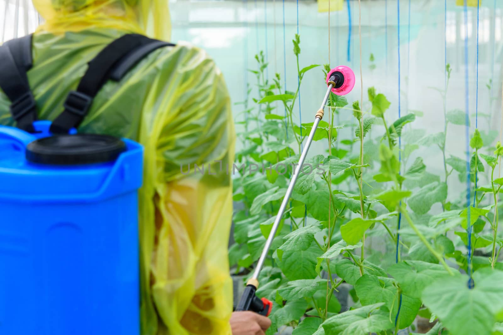 Farmer spraying the Insecticide in melon farm