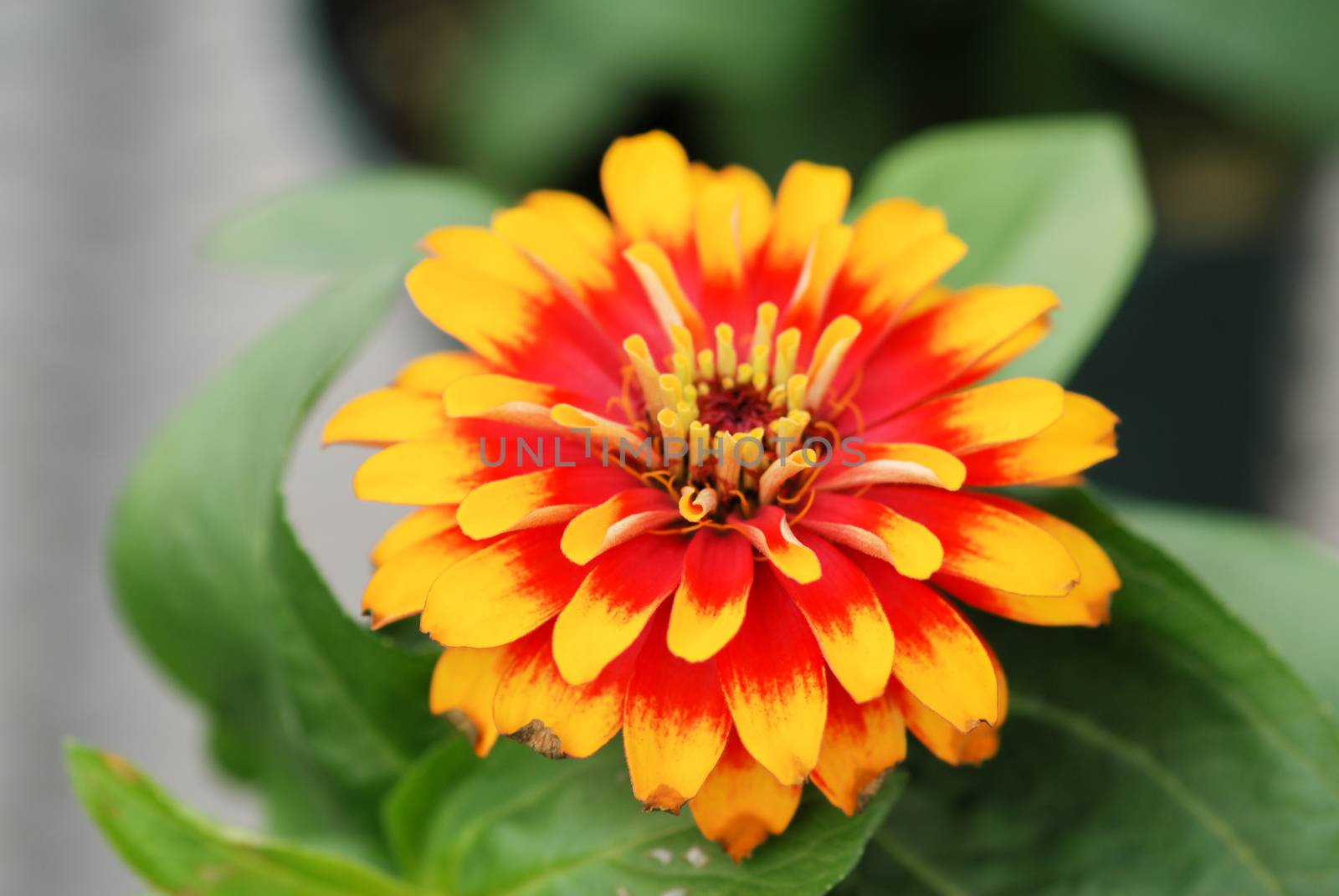 Zinnia growing in a pot with a shallow focus, dwarf zinnia flowers