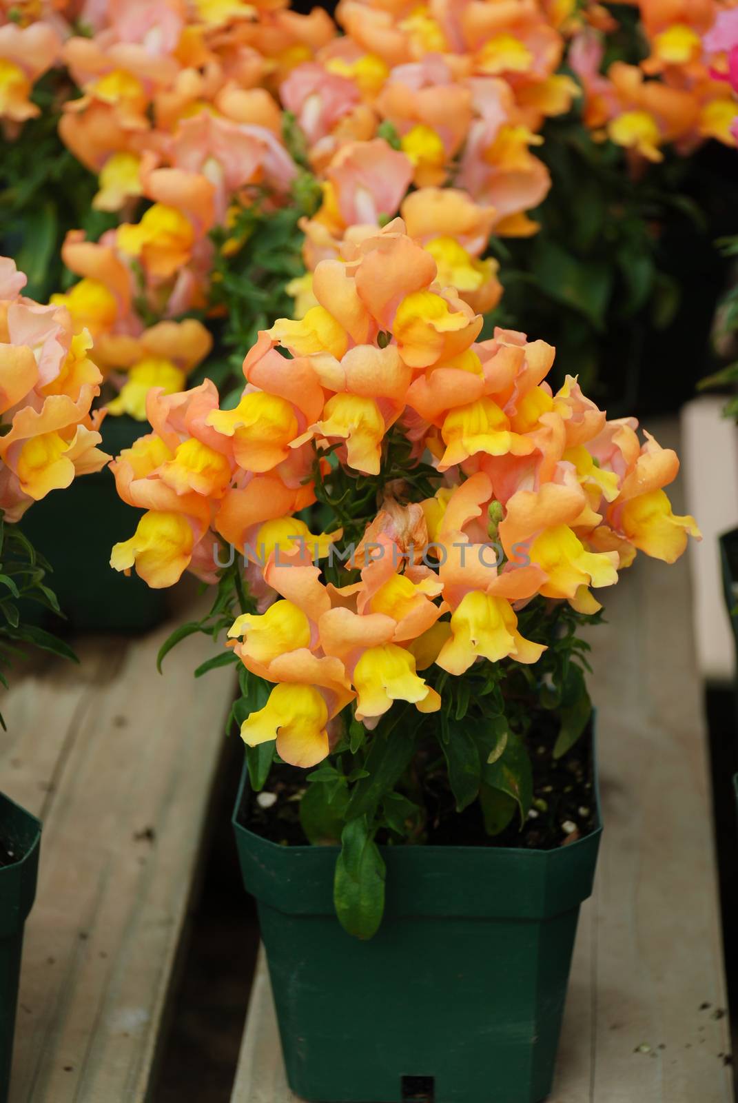 colorful Snapdragon (Antirrhinum majus) blooming in the garden b by yuiyuize