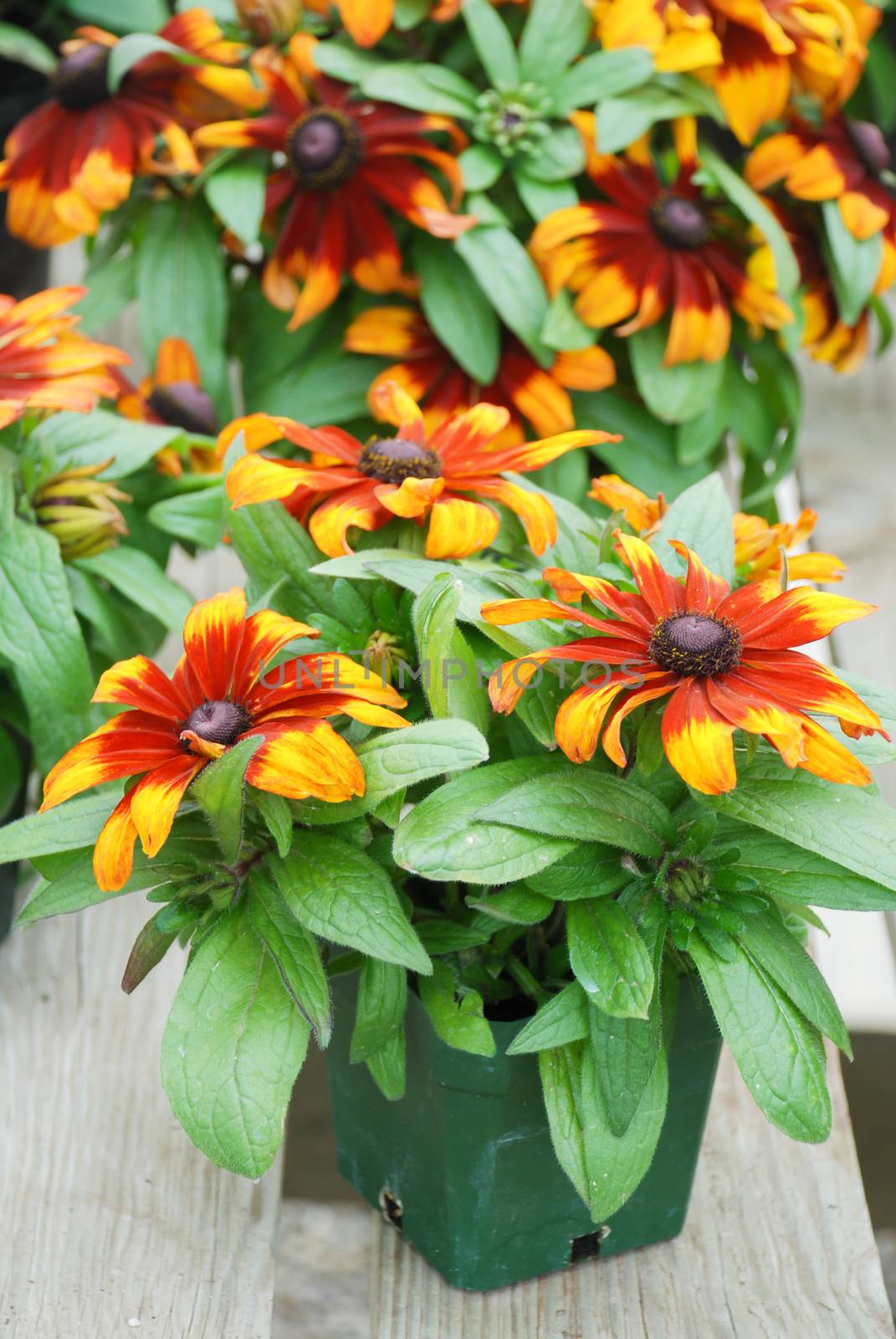 Yellow black-eyed Susans, Rudbeckia hirta, flowering in a summer by yuiyuize