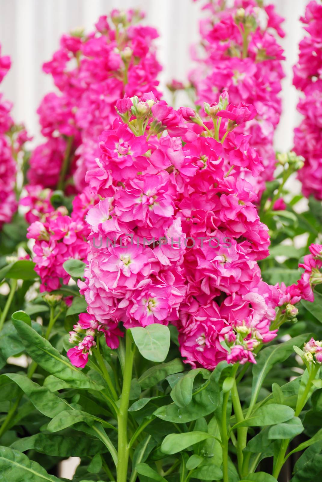 Matthiola incana flower, stock flowers, cut flowers in the nurse by yuiyuize