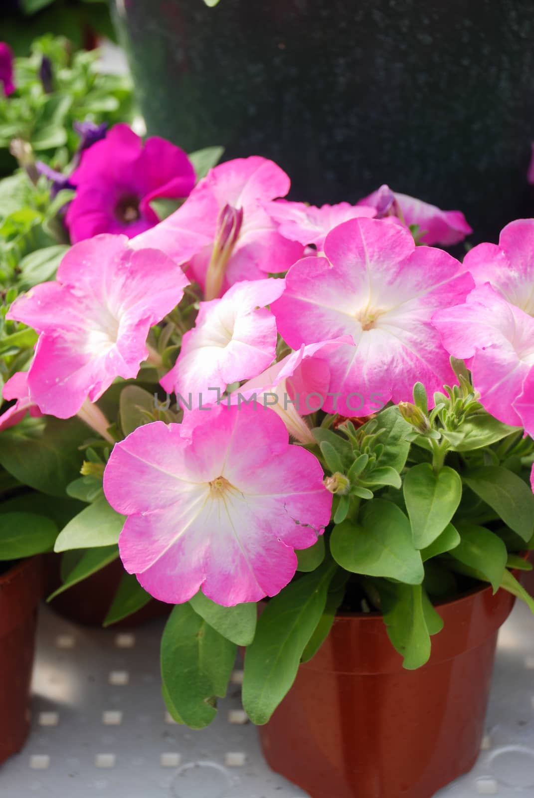 Petunia, Petunias in the tray,Petunia in the pot by yuiyuize