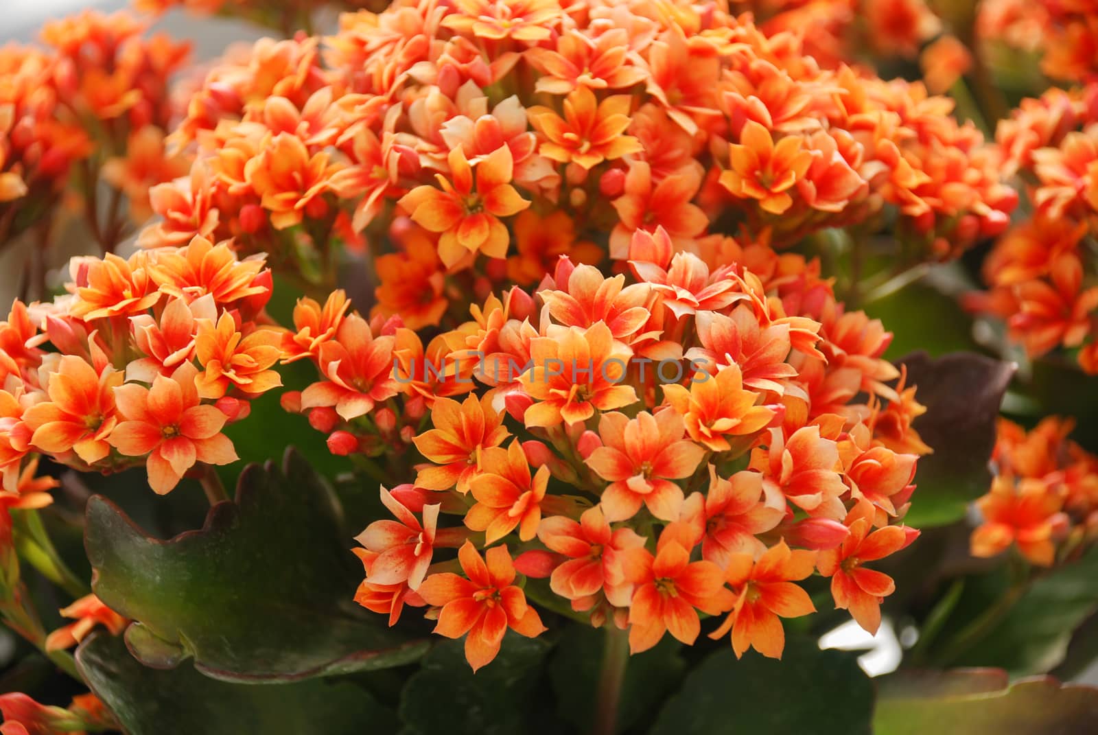 Kalanchoe plant with orange flowers, Kalanchoe blossfeldiana by yuiyuize