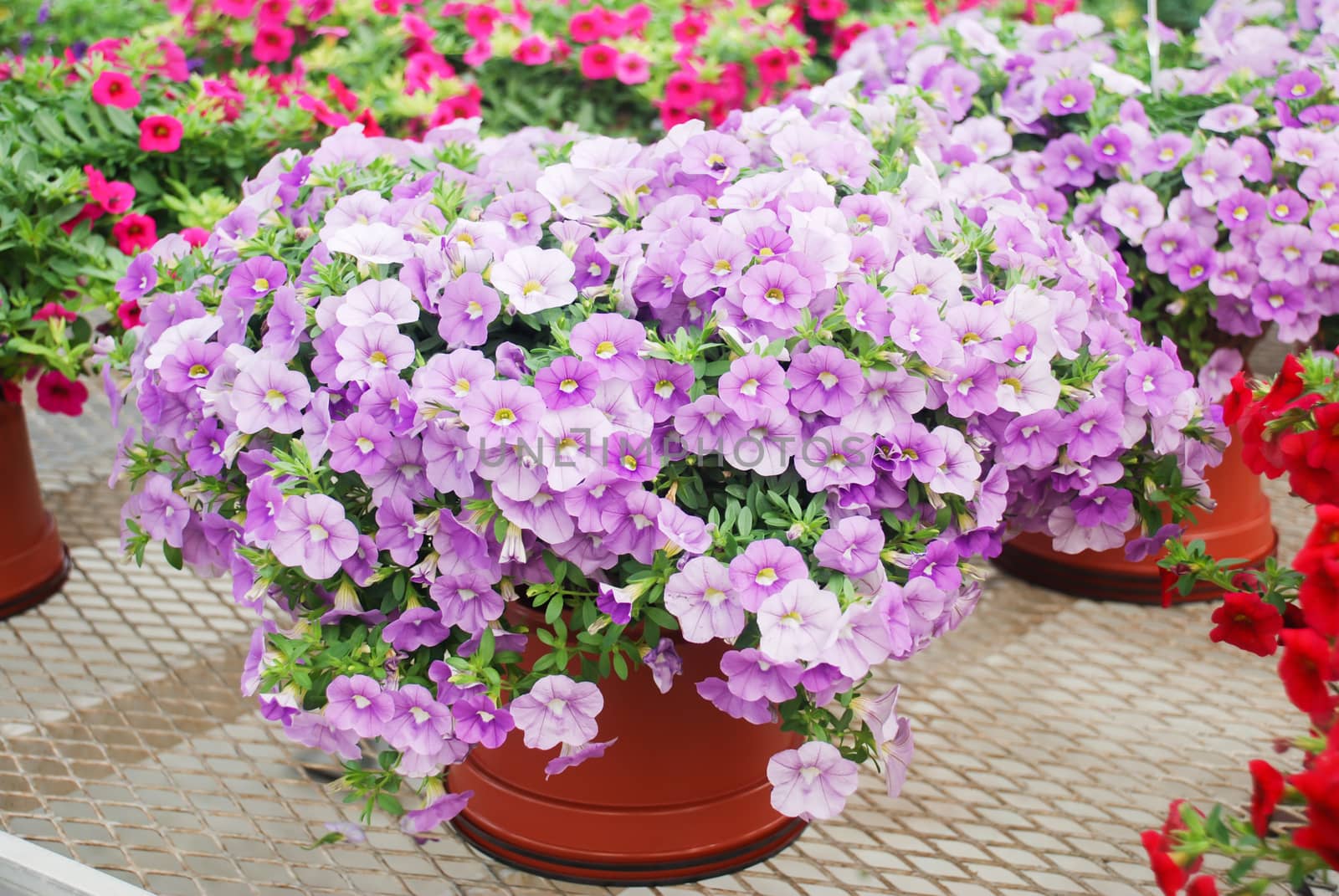 Petunia, Petunias in the tray,Petunia in the pot by yuiyuize