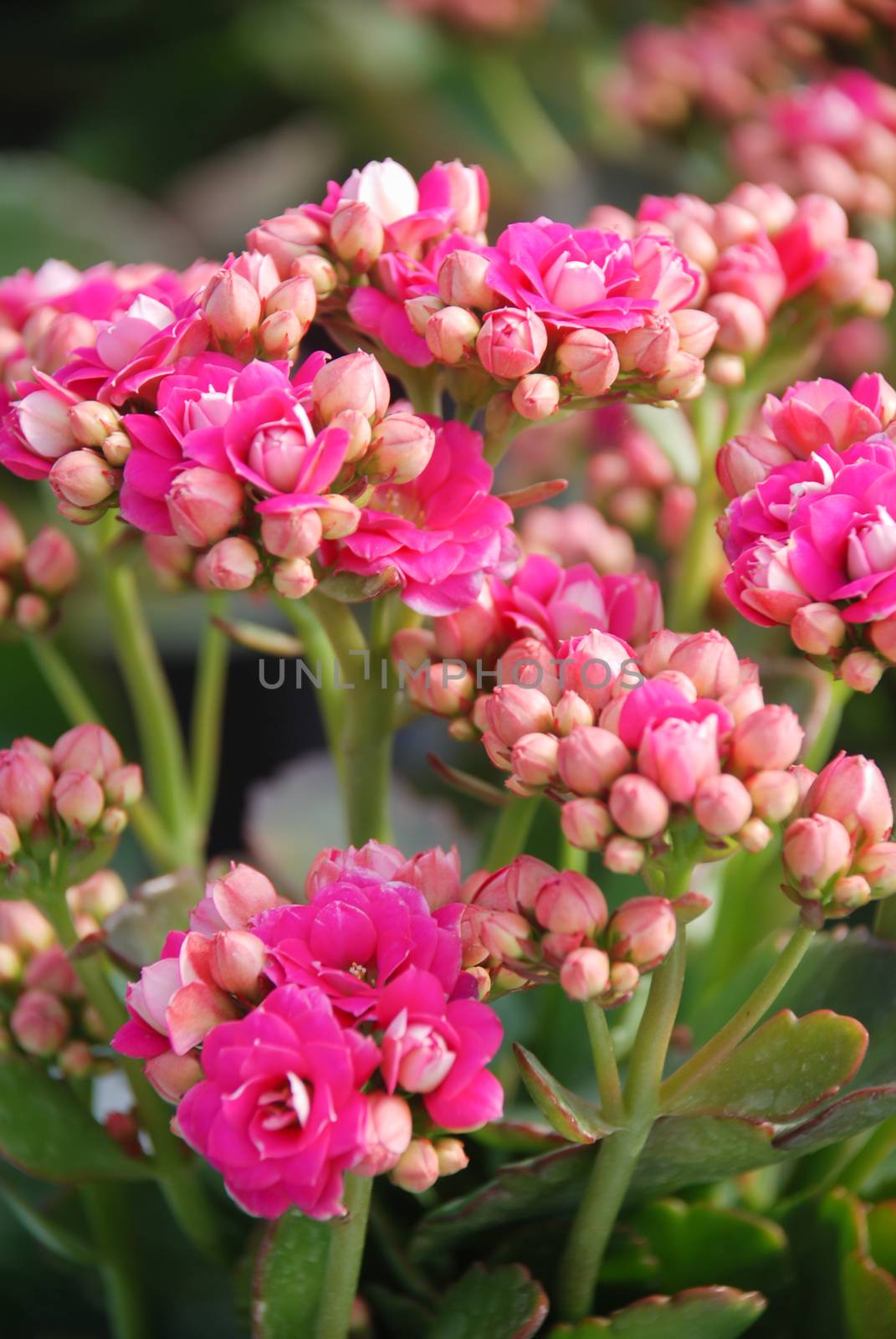 Kalanchoe plant with pink flowers, Kalanchoe blossfeldiana by yuiyuize