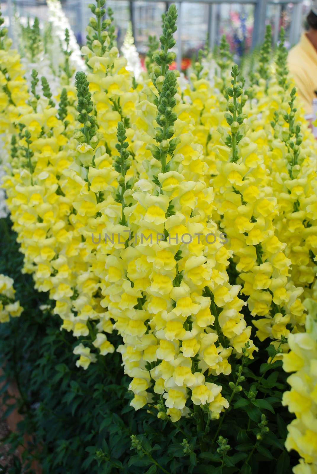 colorful Snapdragon (Antirrhinum majus) blooming in the garden background with selective focus, cut flowers