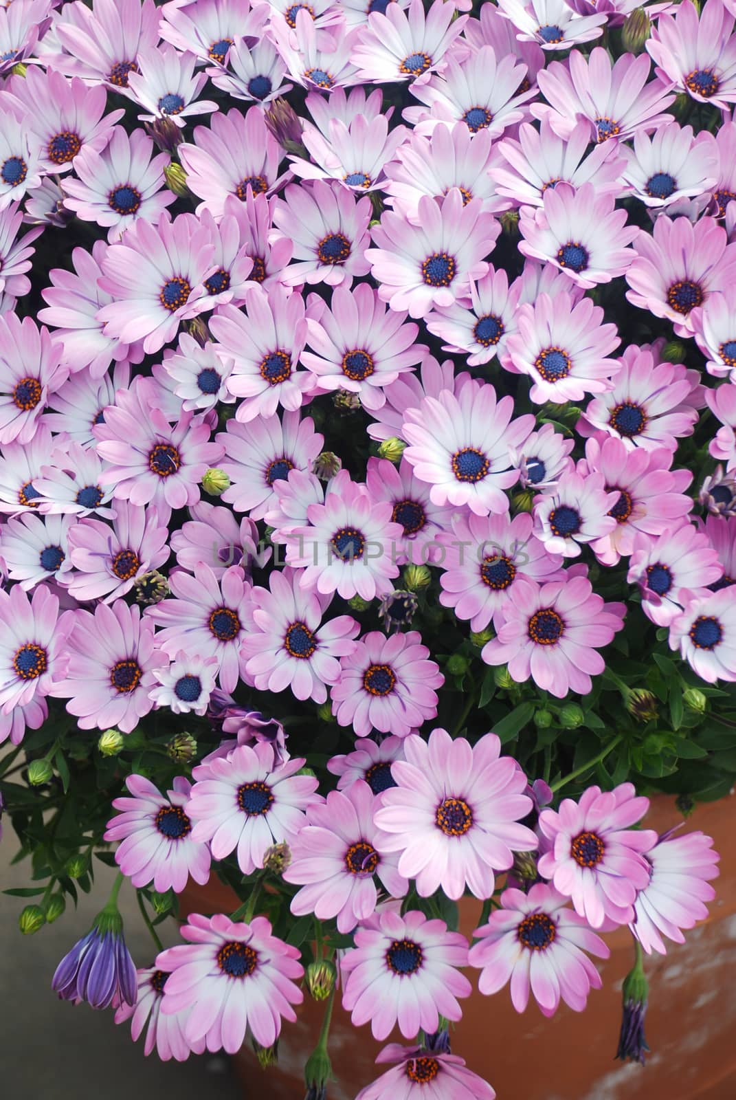 Light purple osteospermum or dimorphotheca flowers in the flowerbed, purple flowers.