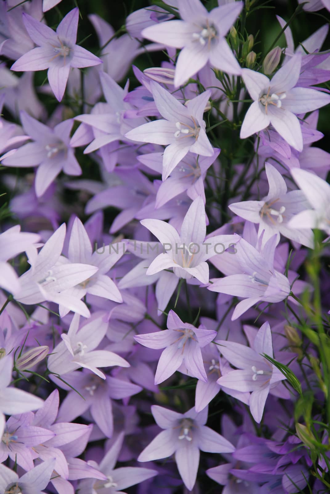 Purple Campanula flowers. Macro of flowers Campanula Portenschlagiana in blue potted