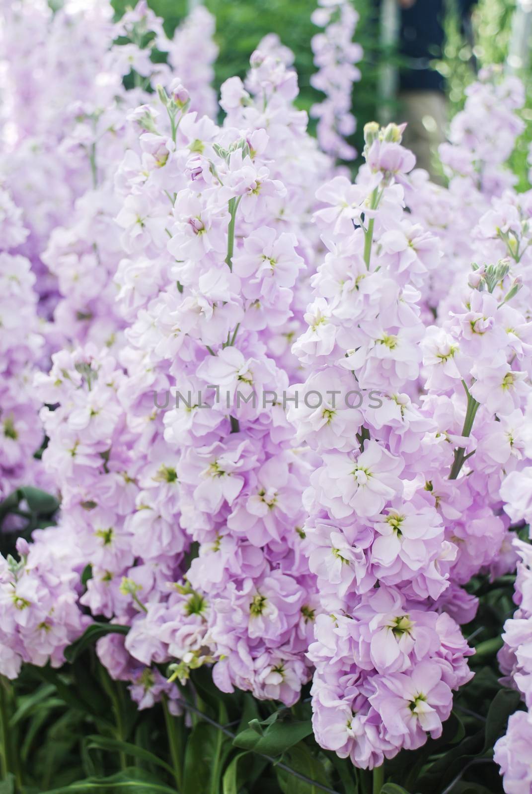 Matthiola incana flower, stock flowers, cut flowers in nursery, full bloom. light purple Matthiola