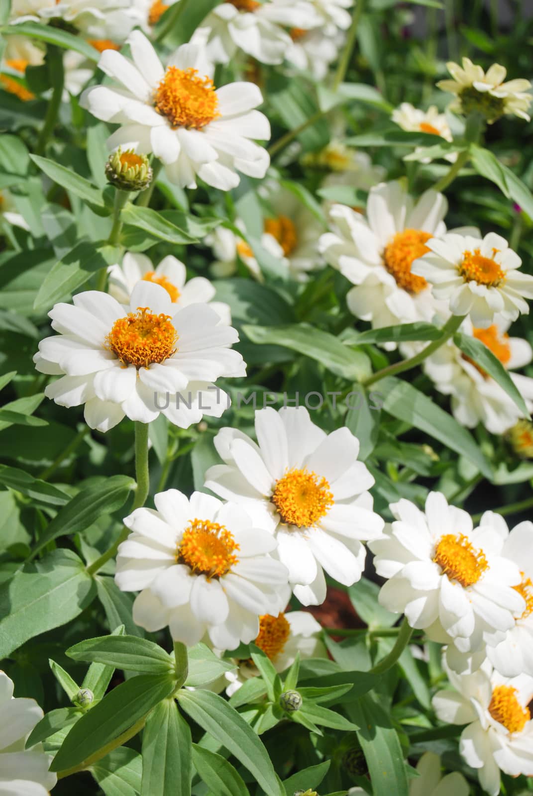 Zinnia growing in a pot with a shallow focus, dwarf zinnia by yuiyuize