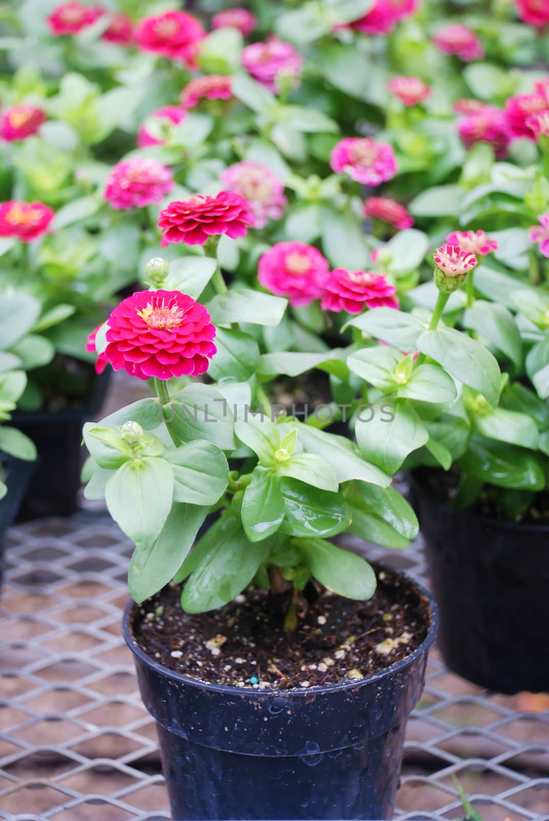 Zinnia growing in a pot with a shallow focus, dwarf zinnia flowers