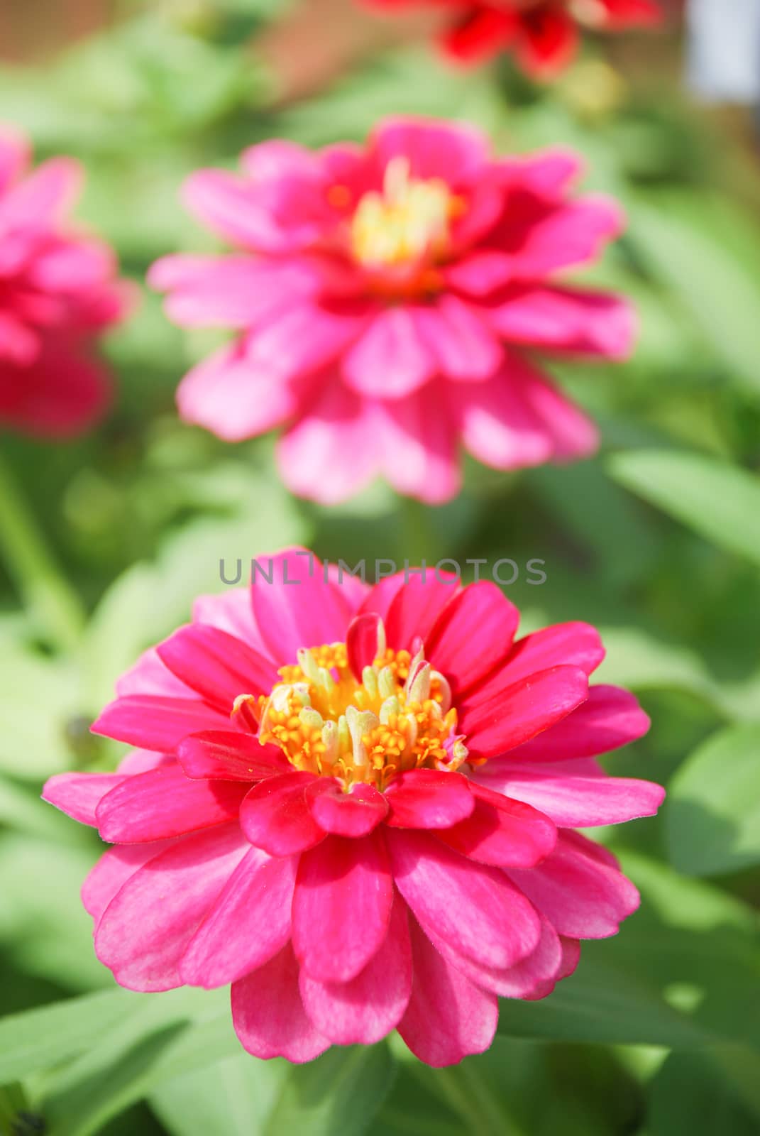 Zinnia growing in a pot with a shallow focus, dwarf zinnia flowers