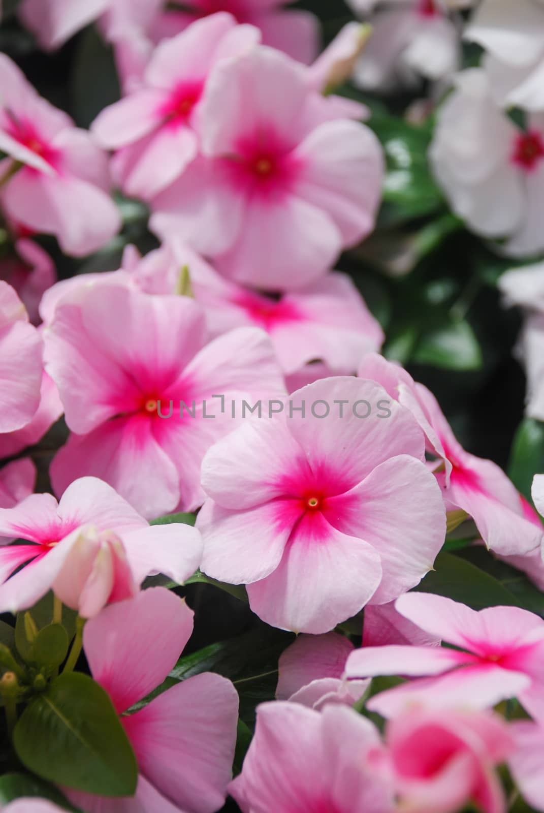 foliage vinca flowers, rose pink vinca flowers (Madagascar periwinkle), potted vinca