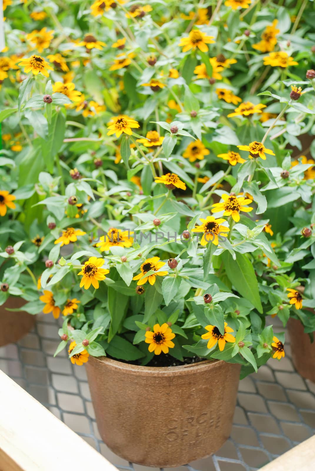 Zinnia growing in a pot with a shallow focus, dwarf zinnia flowers