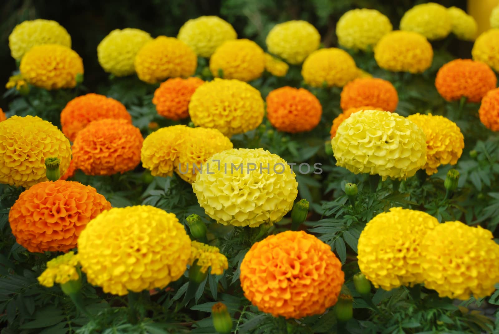 Marigolds Mixed Color (Tagetes erecta, Mexican marigold) by yuiyuize