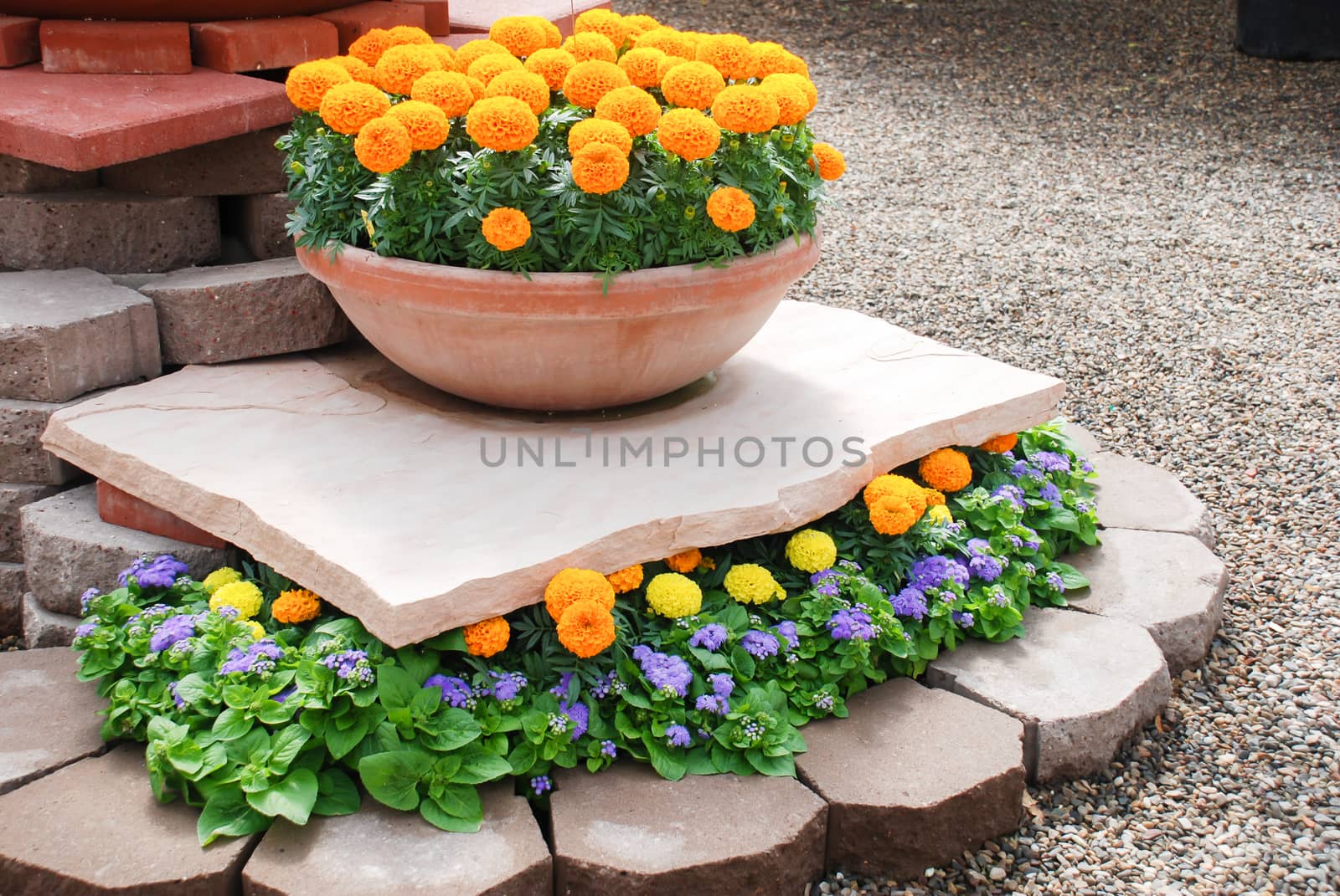 Marigolds Orange Color (Tagetes erecta, Mexican marigold, Aztec marigold, African marigold), marigold pot plant.  