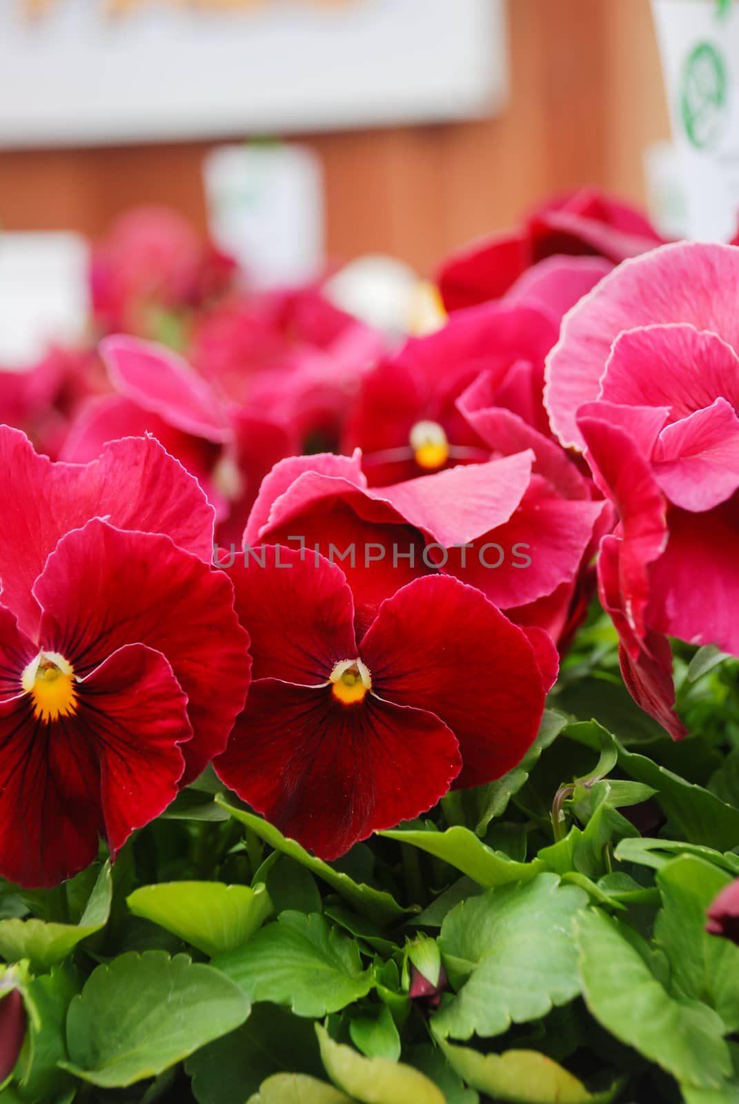 Red Flower Pansies closeup of a colorful pansy flower by yuiyuize