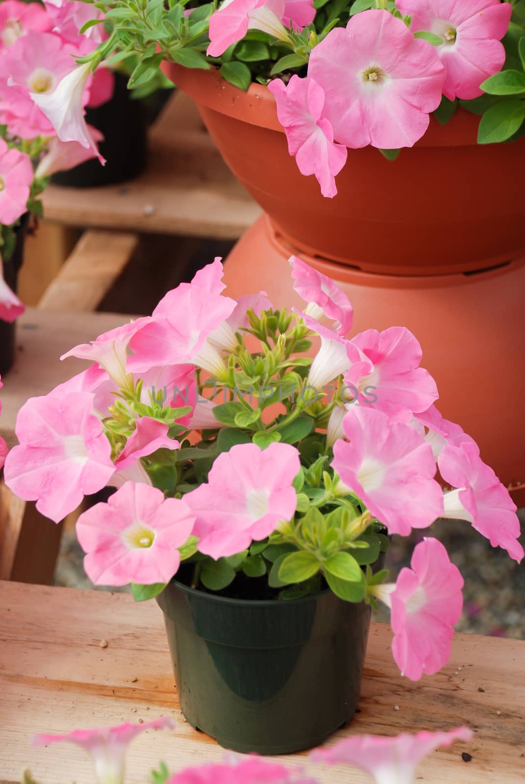 Petunias in the black pot, Pink petunia on a wood shelf. by yuiyuize