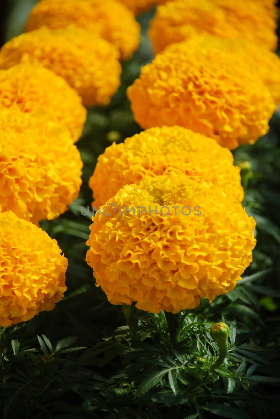 Marigolds Gold Color (Tagetes erecta, Mexican marigold) by yuiyuize