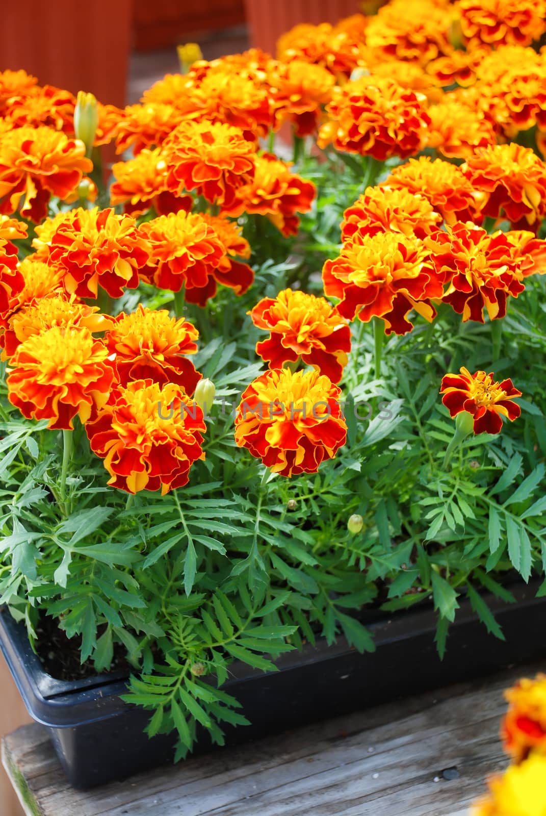Tagetes patula French marigold in bloom, orange yellow flowers, green leaves, pot plant
