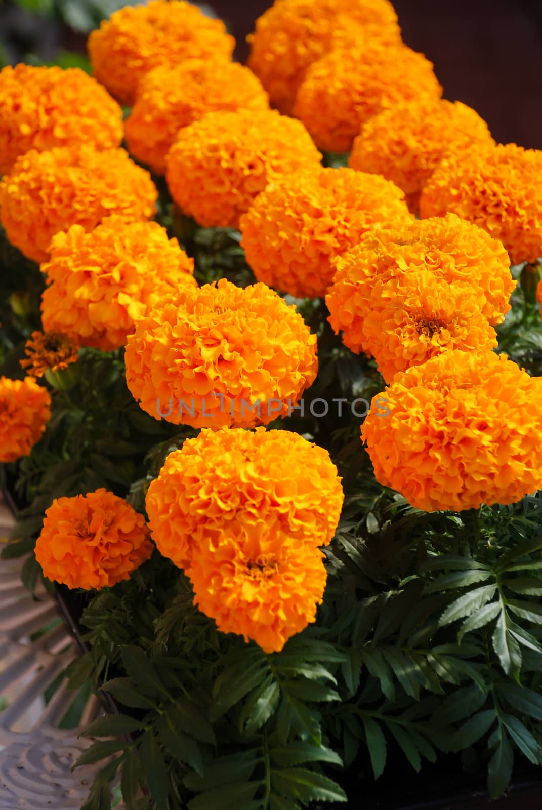 Marigolds Orange Color (Tagetes erecta, Mexican marigold, Aztec marigold, African marigold), marigold pot plant