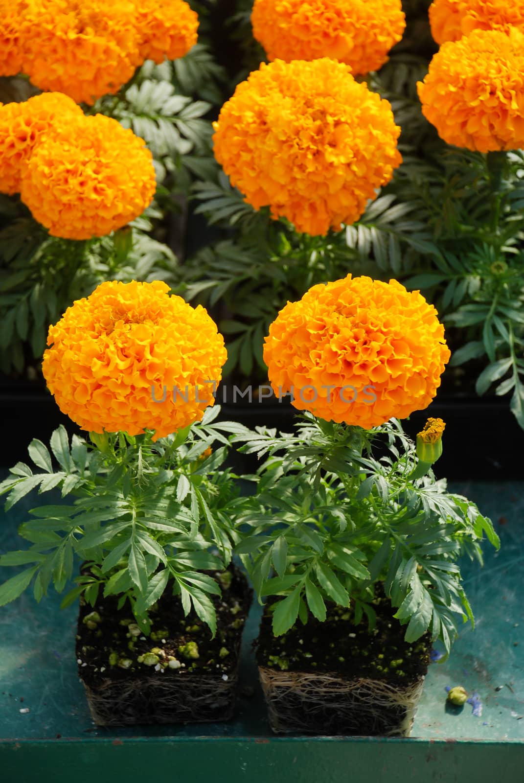 Marigolds Orange Color (Tagetes erecta, Mexican marigold, Aztec marigold, African marigold), marigold pot plant with roots